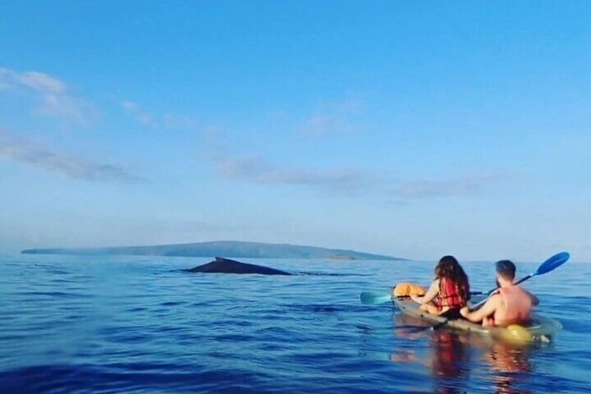 Clear Kayak and Snorkel Experience at Turtle Reef Olowalu