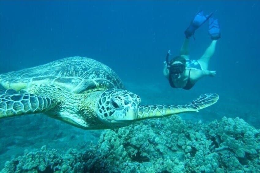 Clear Kayak and Snorkel Experience at Turtle Reef Olowalu