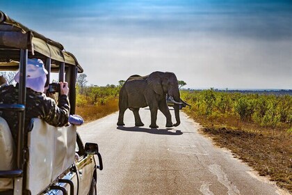 Pilanesberg Safari Tour from Johannesburg.