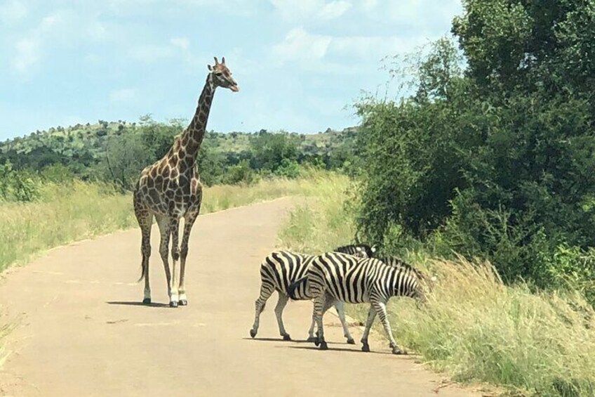 An Unforgettable Safari from Johannesburg to Pilanesberg