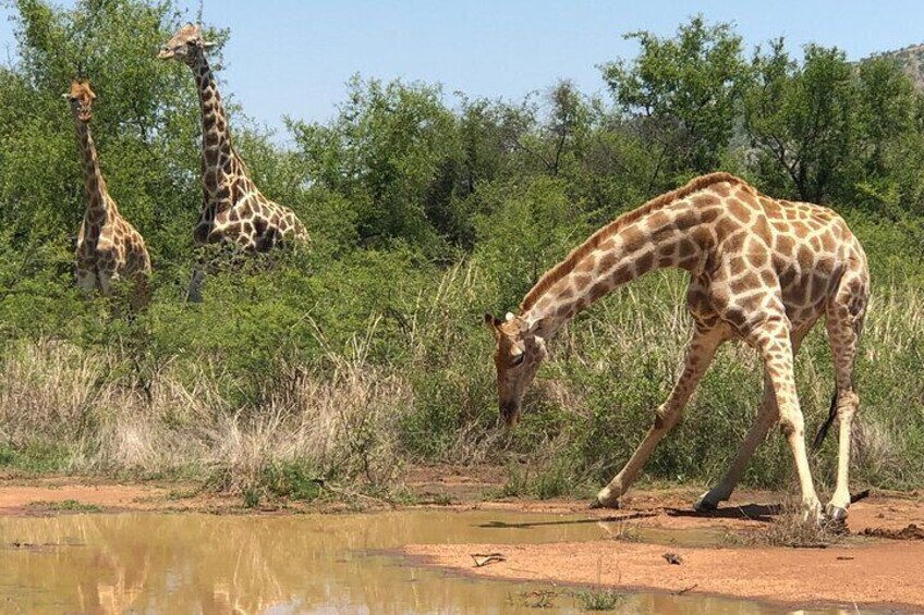 Pilanesberg Safari from Johannesburg