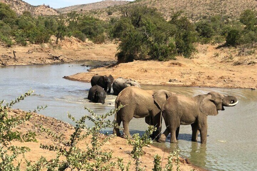 An Unforgettable Safari from Johannesburg to Pilanesberg