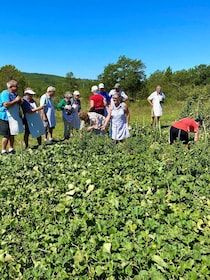 Hemligheter bakom det traditionella dalmatiska köket med en matlagningskurs