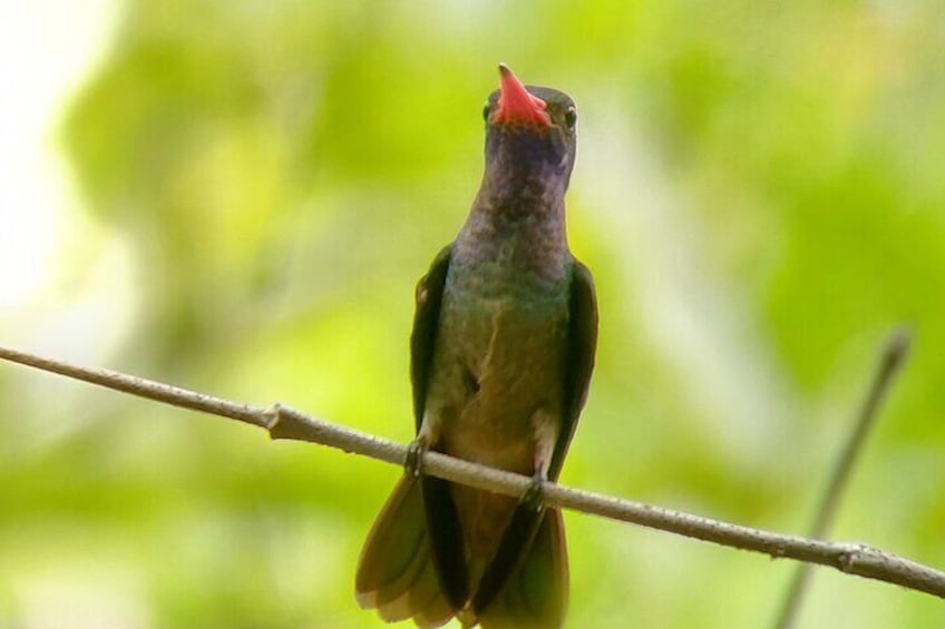 Private Tour in Curú National Park With Transportation