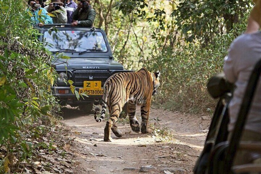 Private Day Trip To Ranthambore National Park from Jaipur