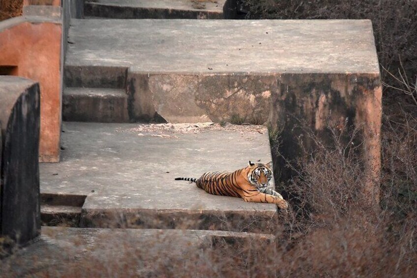 Private Day Trip To Ranthambore National Park from Jaipur