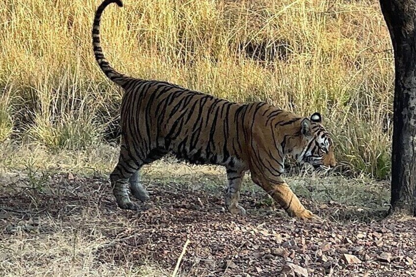 Tiger at Ranthambore