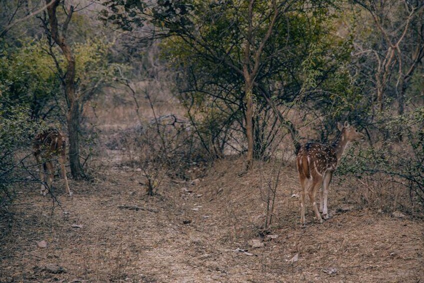 Ranthambore National park