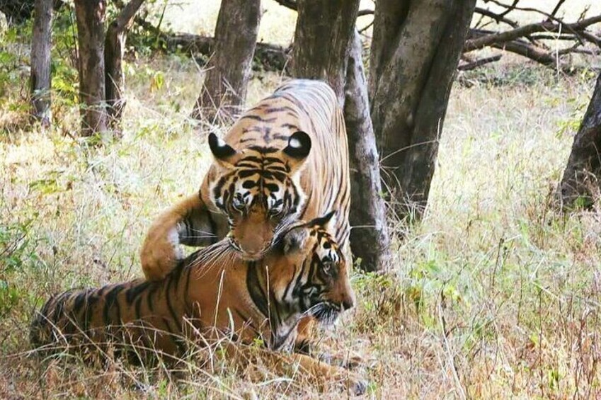 Ranthambore National Park Tour