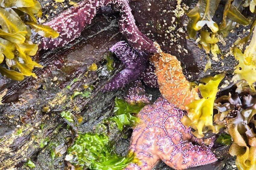 Starfish at Rotary beach