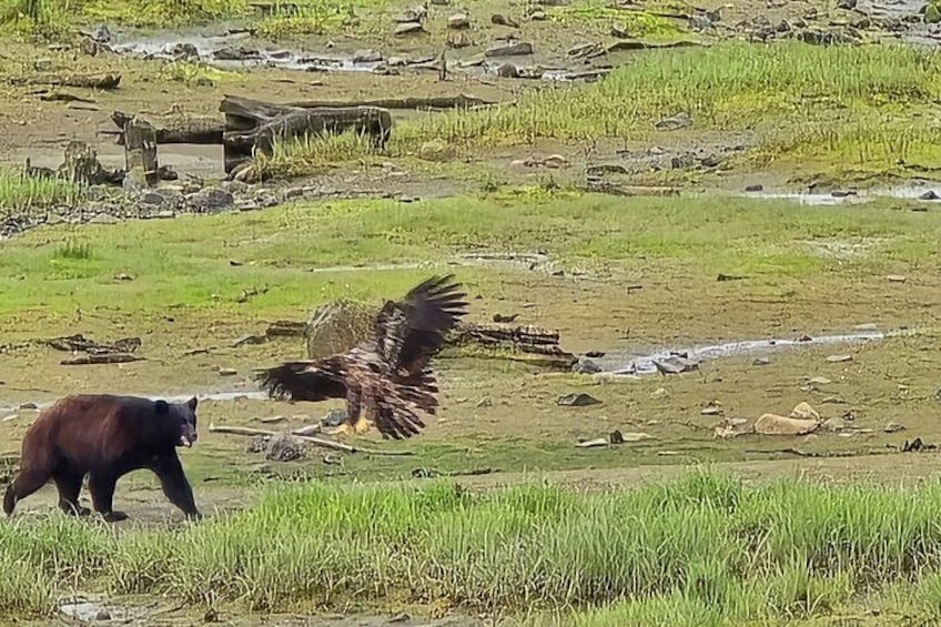 Black bear chasing an eagle 