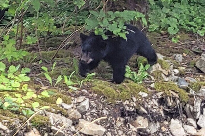 Baby Black Bear