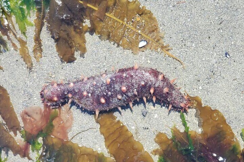 Sea Cucumber