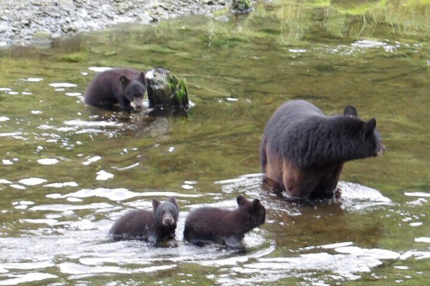 Alaska Wildlife Waterfall Tours