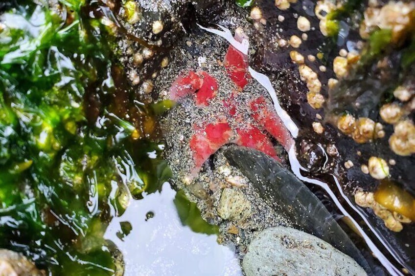 Small Red Starfish