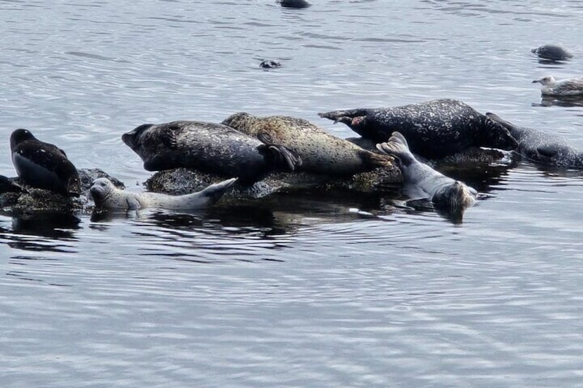 Alaska Wildlife Waterfall Tours