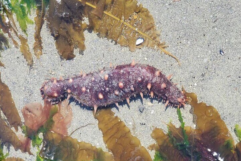 Sea Cucumber