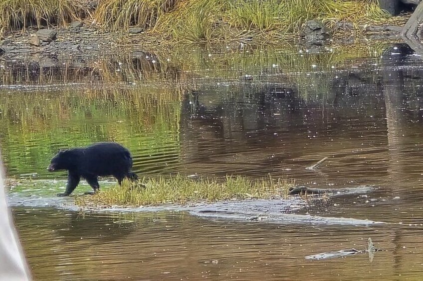 Alaska Wildlife Waterfall Tours