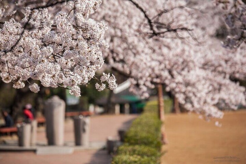  Full Day Private Guided Tour in Hidden Spot, Daegu