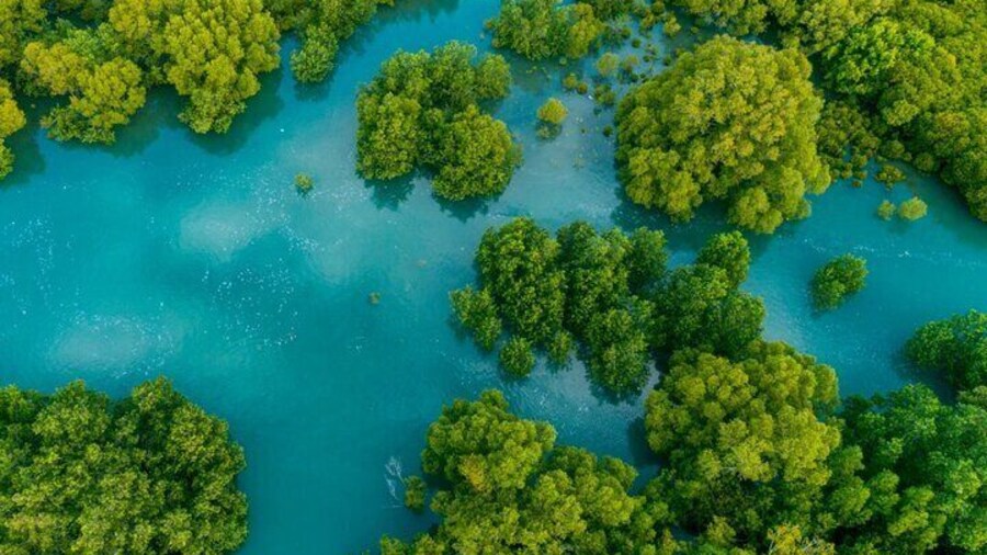 Mangrove Boat Tour Damas Island | Manuel Antonio