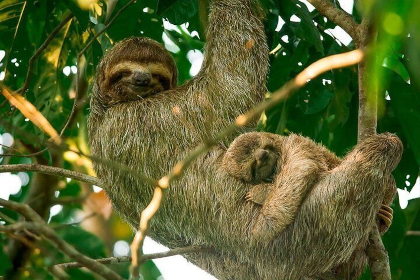 Mangrove Boat Tour Damas Island | Manuel Antonio