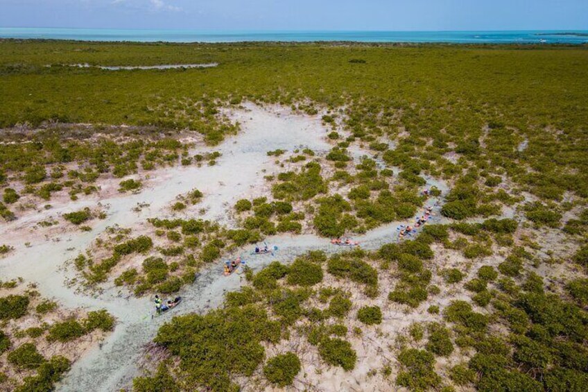 3HR Clear Kayak Mangrove and iguana island Tour in Leeward