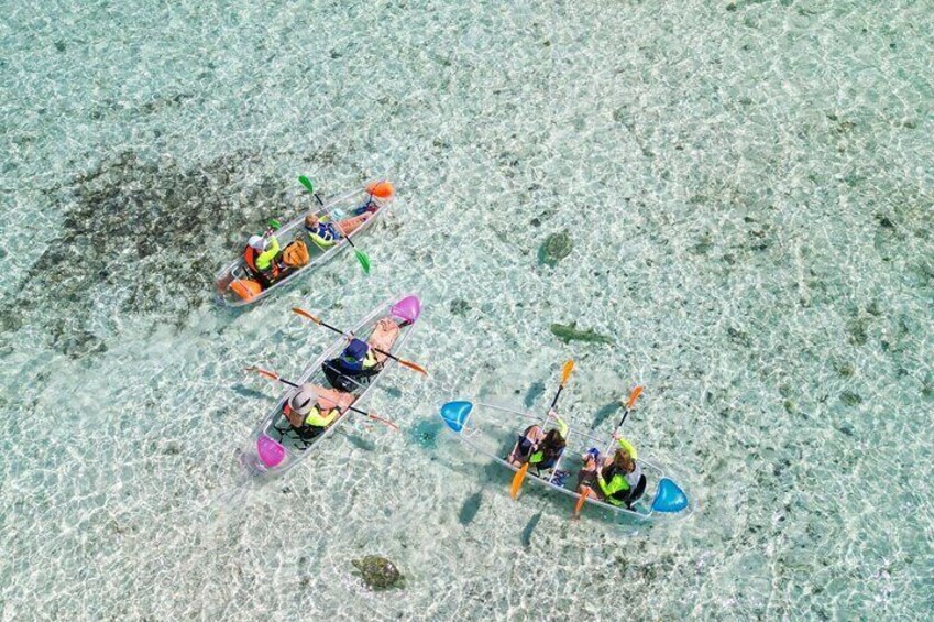 3HR Clear Kayak Mangrove and iguana island Tour in Leeward