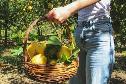 Fresh pasta and Limoncello course in a lemon grove