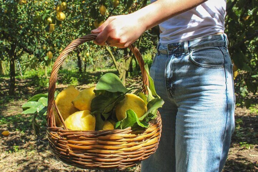 Fresh pasta and Limoncello course in a lemon grove 