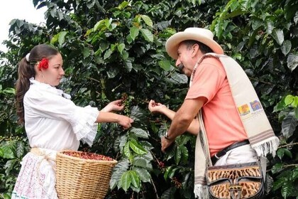 Coffee Plantation Visit & Experience Tour