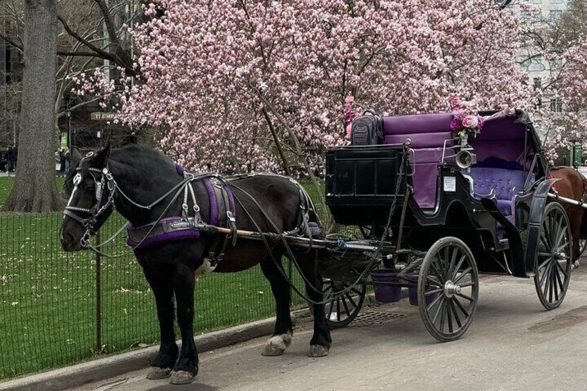  45 Minutes NYC Empire State Horses Carriage Ride in Central Park