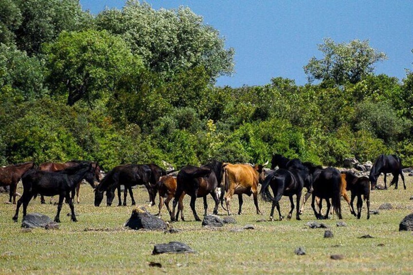 Cows and horses graze comfortably