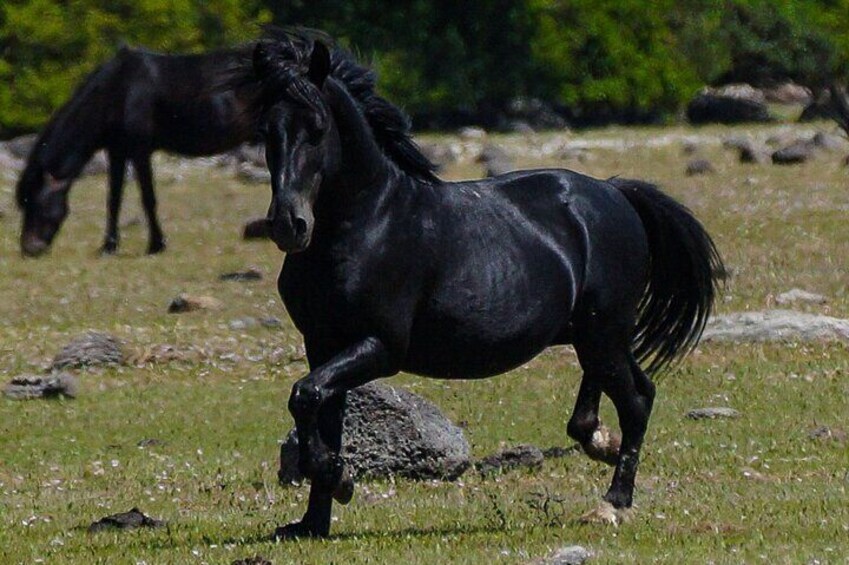 Star stallion Capellone