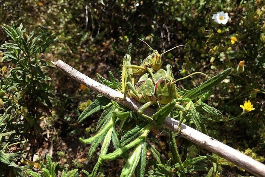 Grasshoppers making love