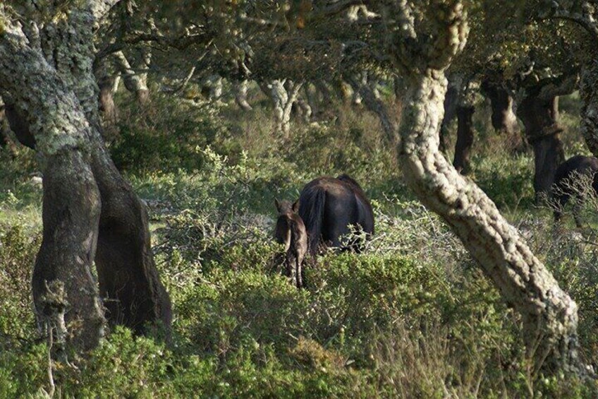 Horses in the cork oak forest