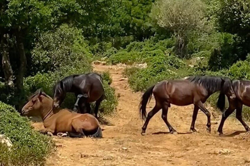 The wild horses of the Giara