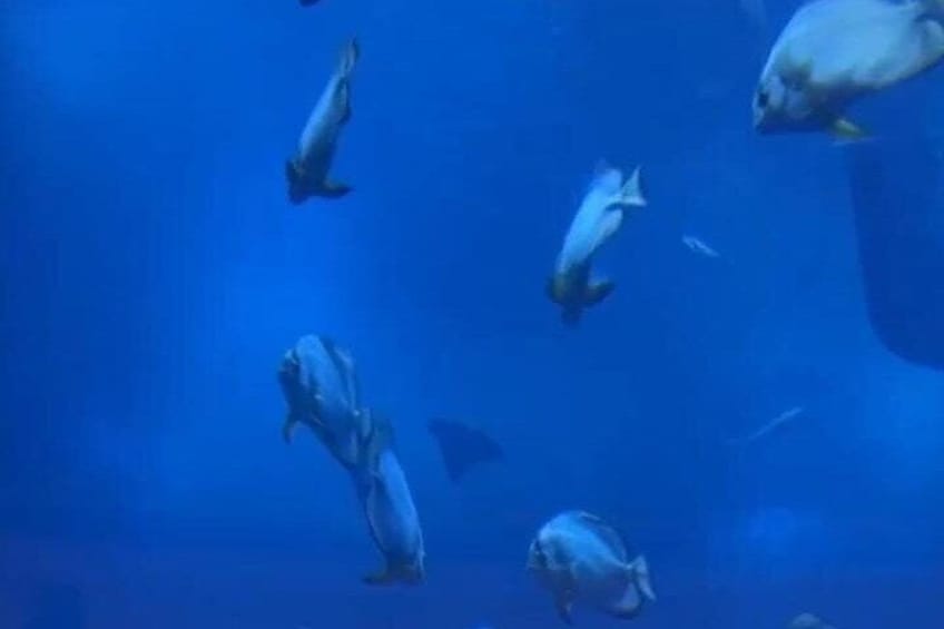 Dubai Aquarium and Underwater Zoo Tickets