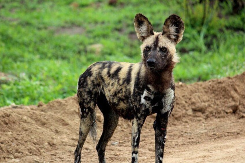 Wild Dog (Mabeco)