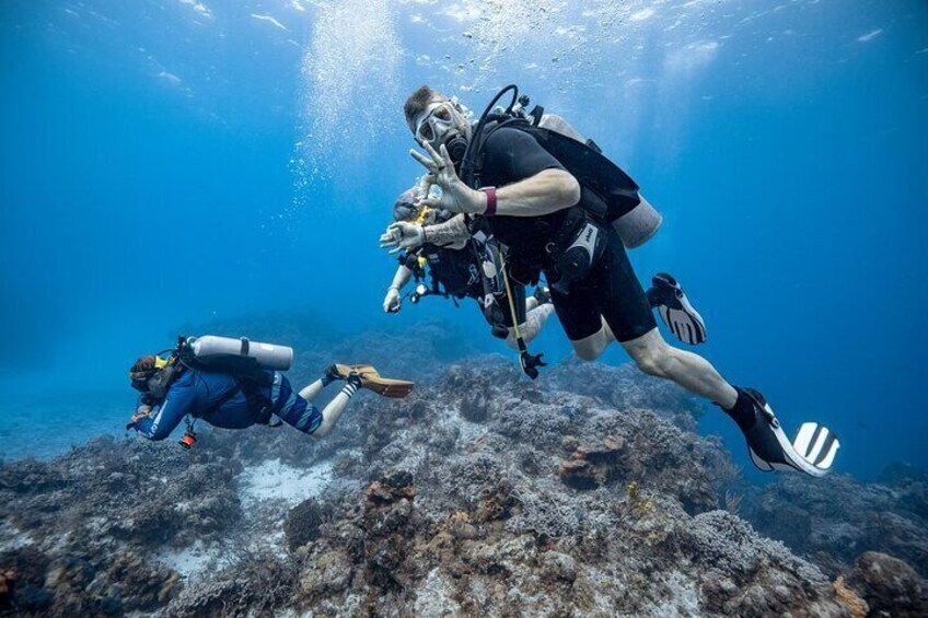Certified Diving 2 Tanks in Cozumel