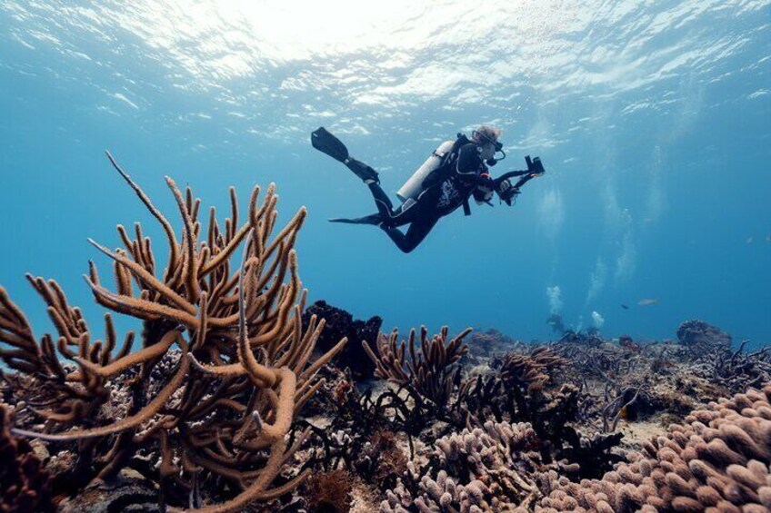 Certified Diving 2 Tanks in Cozumel