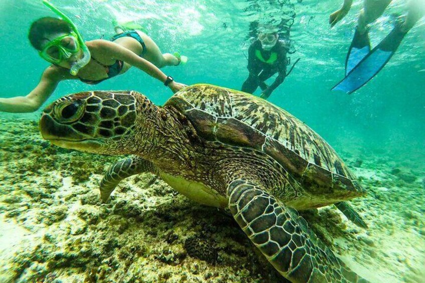 Kawasan Falls Canyoning and Moalboal Sardine Run, Sea Turtles