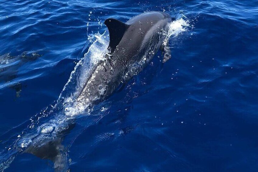 Half Day Private Cruise Tour with Snorkeling in Kona