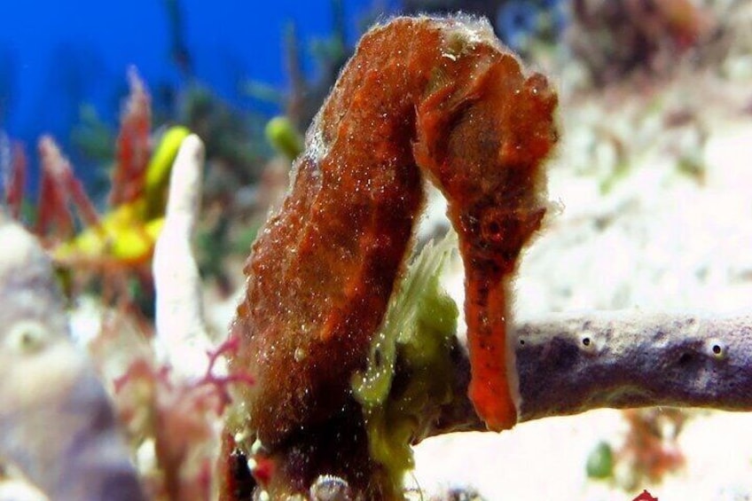 Certified Diving Experience in Cozumel