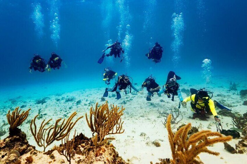 Certified Diving Experience in Cozumel