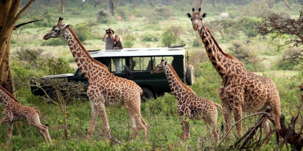 Picture 1 for Activity Nairobi: 8-Day Best-of-Kenya Wildlife Safari