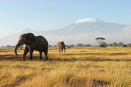 Nairobi: Safari Margasatwa Terbaik di Kenya Selama 8 Hari