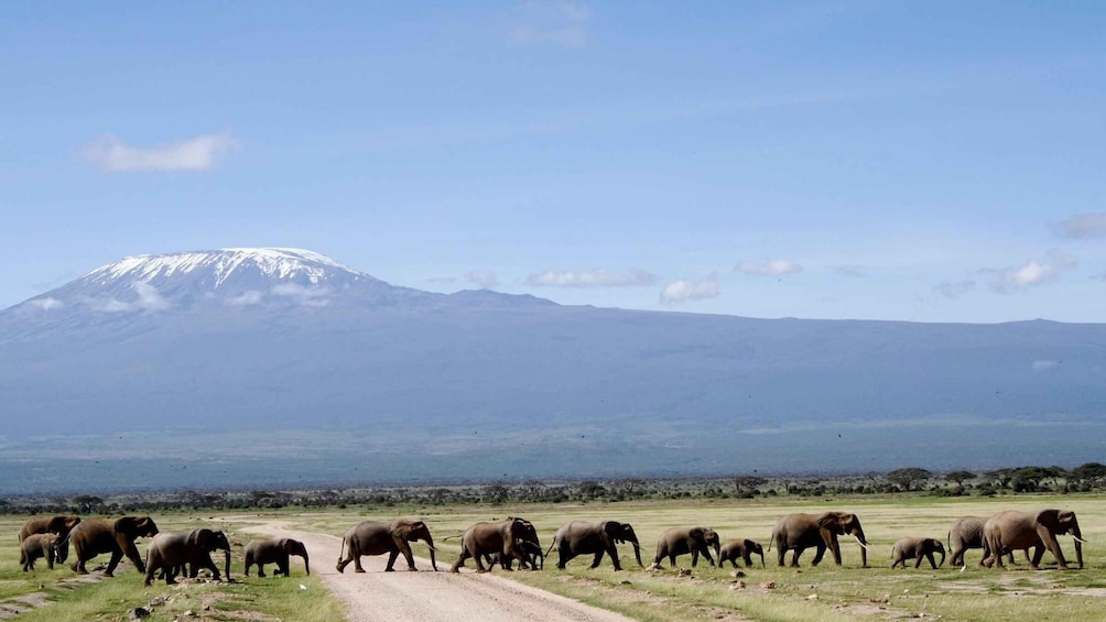 Picture 4 for Activity Nairobi: 8-Day Best-of-Kenya Wildlife Safari