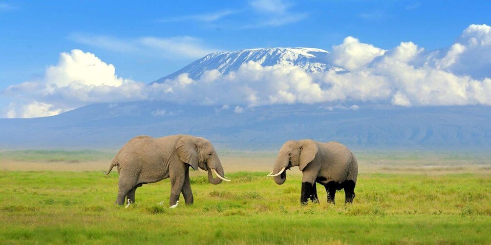 Picture 2 for Activity Nairobi: 8-Day Best-of-Kenya Wildlife Safari