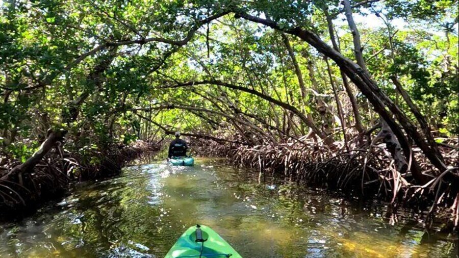 Mangrove Tunnels in Anna Maria