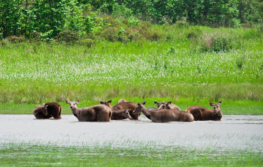 Full-Day Tour to UNESCO Khao Yai National Park